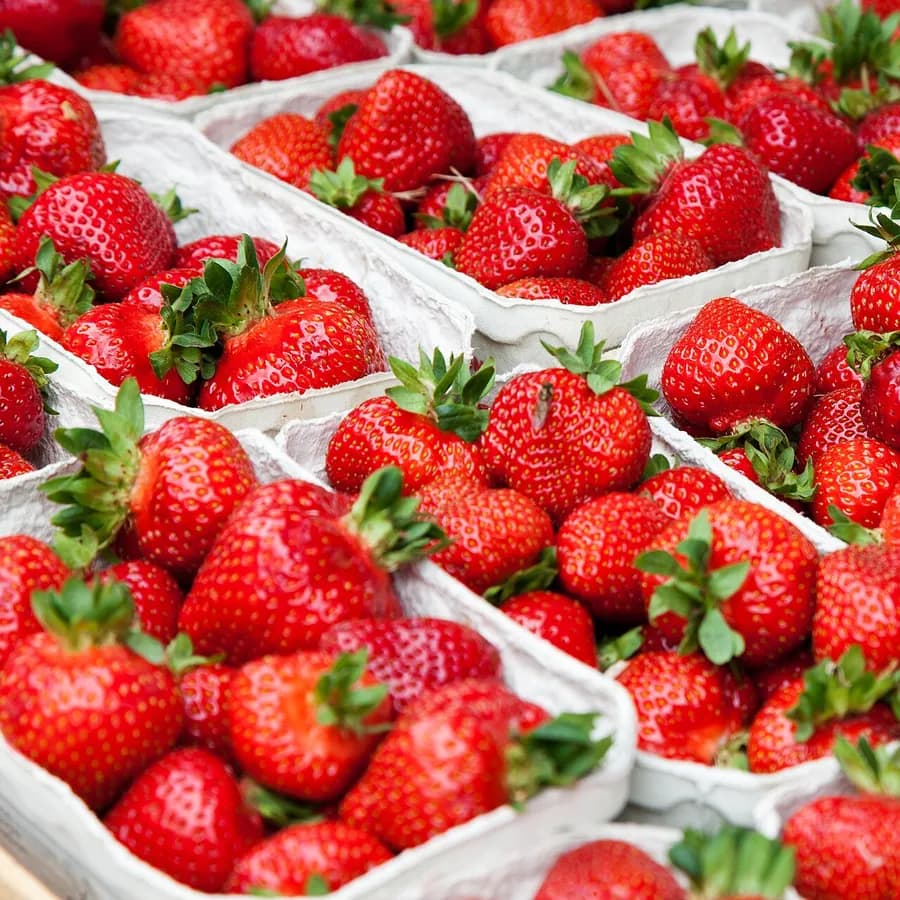 Punnets of strawberries lined up at the market