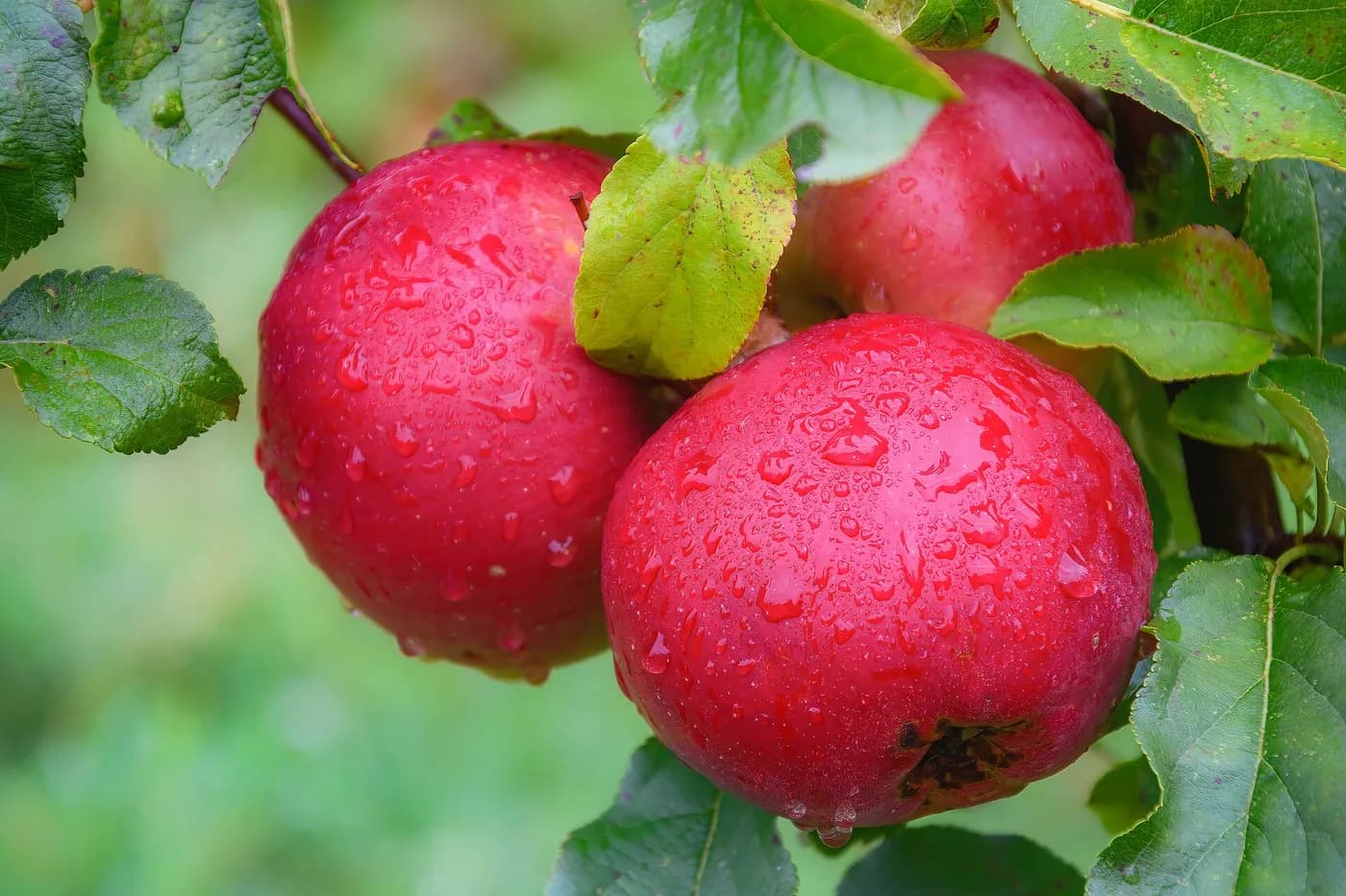 Red apples on the branch after rain