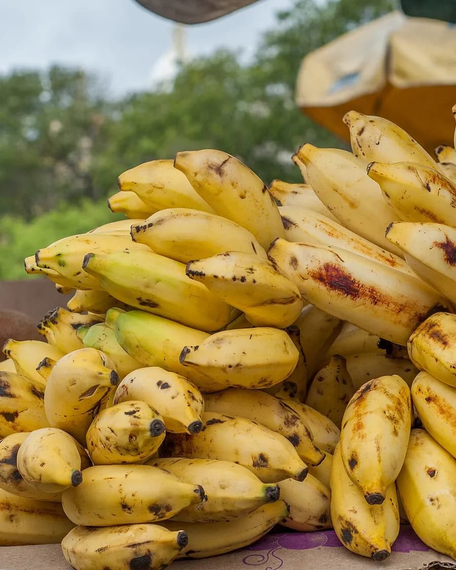 Hands of ripe bananas stacked for sale