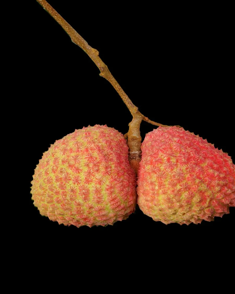 A pair of litchis still joined at the stem