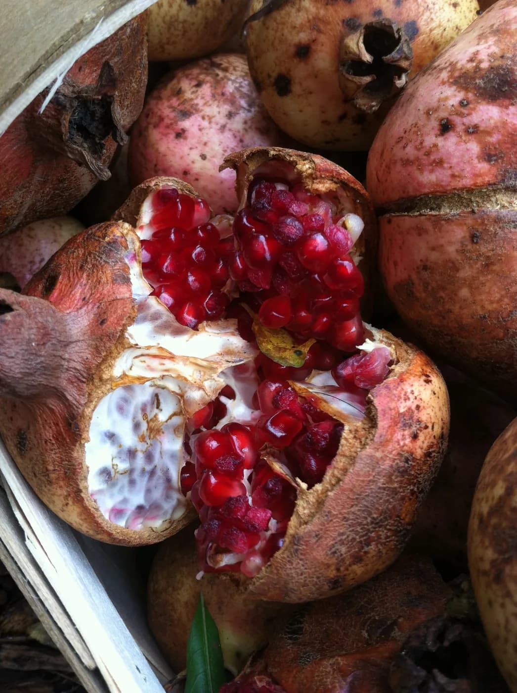 Pomegranates broken open to the arils